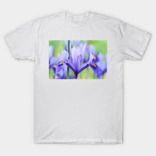 Iris  &#39;Harmony&#39;  Reticulata T-Shirt